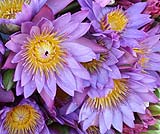 バリサヤのイメージフラワー睡蓮の花です