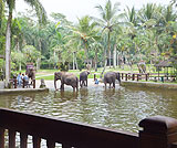 タロ村エレファントサファリ～象の見えるレストラン