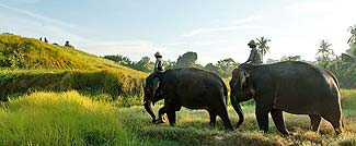 遠くスマトラから、象使いと一緒にやって来た象たち