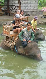 水の中に入った象さん