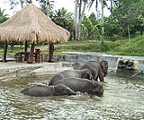 ここは象さんが水浴びをするところです