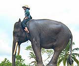 スマトラ象・・・デッカイでしょ・・・でもとっても優しい象さんです