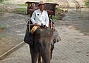 これが乗る象さんです！