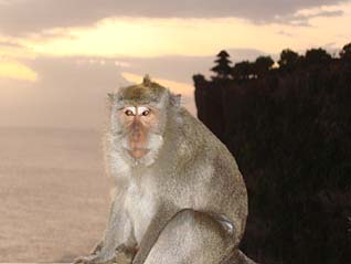 ウルワツ寺院には、いたずらなお猿が一杯いるのでご注意！