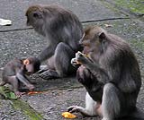 モンキーフォレストの猿たち