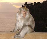 ウルワツ寺院の猿