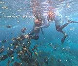 レンボンガン島