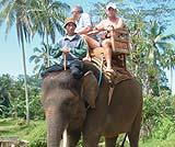 ３０分の象さんの背中に乗っての散歩をお楽しみください